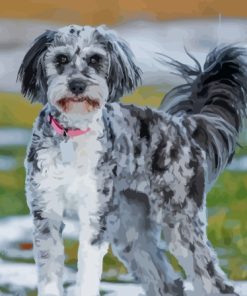 The Aussiedoodle Diamond Painting