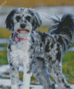 The Aussiedoodle Diamond Painting