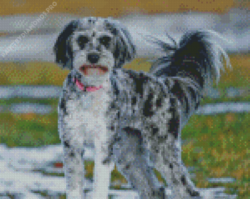 The Aussiedoodle Diamond Painting