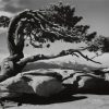 Tree By Ansel Adams Diamond Painting