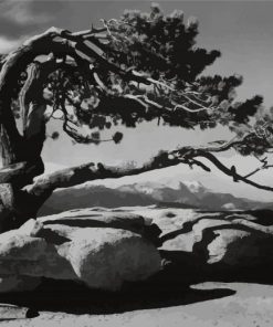 Tree By Ansel Adams Diamond Painting