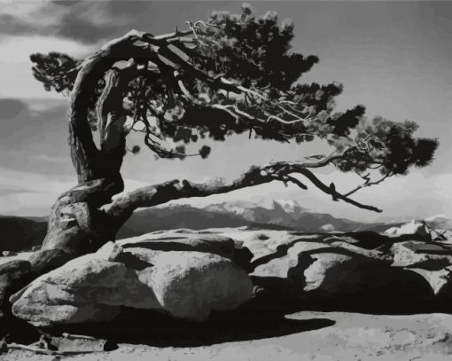 Tree By Ansel Adams Diamond Painting