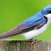 Tree Swallow Diamond Painting