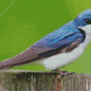 Tree Swallow Diamond Painting