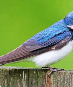 Tree Swallow Diamond Painting