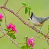 Tufted Titmouse Bird Diamond Painting