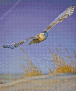 White Owl Flying Diamond Painting