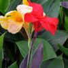 Canna Cleopatra In Flower Diamond Painting