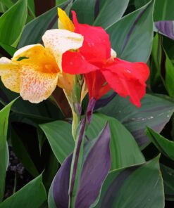 Canna Cleopatra In Flower Diamond Painting